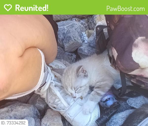 Reunited Female Cat last seen Channel Dr, Ventura, CA, USA, Ventura, CA 93003