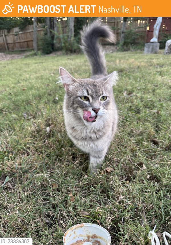 Found/Stray Female Cat last seen Welshwood Dr and Nolensville Pk, Nashville, TN 37211