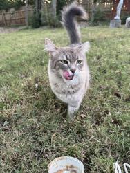 Found/Stray Female Cat last seen Welshwood Dr and Nolensville Pk, Nashville, TN 37211