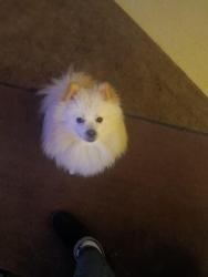 Lost Male Dog last seen W Sac and Nord avenue Chico, Chico, CA 95926