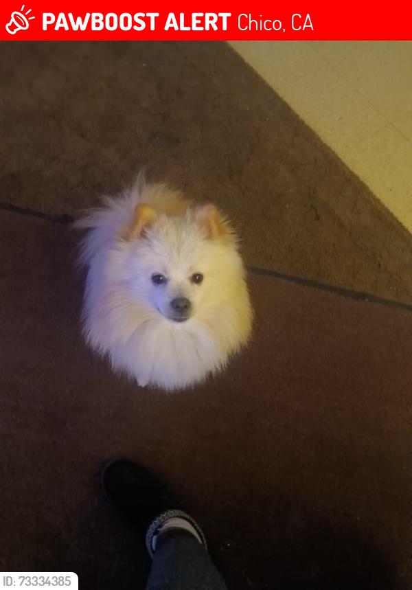 Lost Male Dog last seen W Sac and Nord avenue Chico, Chico, CA 95926