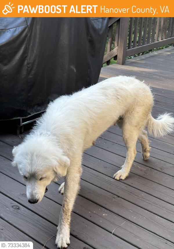 Found/Stray Female Dog last seen Abner Baptist Church, Hanover County, VA 23059