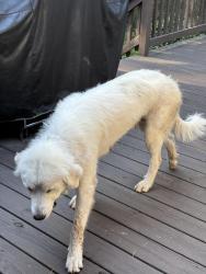 Found/Stray Female Dog last seen Abner Baptist Church, Hanover County, VA 23059