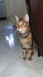 Reunited Female Cat last seen NE 51st Ct and NE 8th Ave, Pompano Beach, FL 33064
