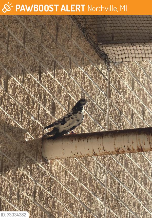 Found/Stray Unknown Bird last seen Home Depot, Northville, MI 48167