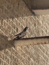 Found/Stray Unknown Bird last seen Home Depot, Northville, MI 48167