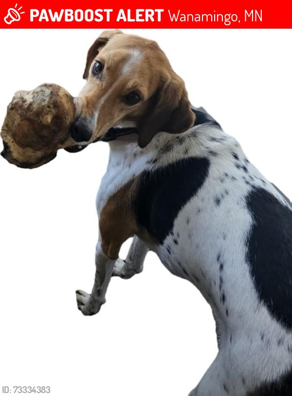 Lost Female Dog last seen 490th st, Wanamingo, MN 55983