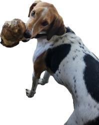 Lost Female Dog last seen 490th st, Wanamingo, MN 55983