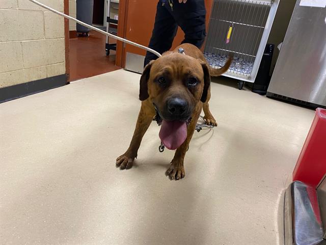 Shelter Stray Male Dog last seen Near BLOCK W BOBOLINK AVE, 3839 W Burnham St, West Milwaukee, WI 53215, USA