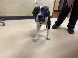 Shelter Stray Male Dog last seen Near BLOCK S 14TH AVE, 3839 W Burnham St, West Milwaukee, WI 53215, USA