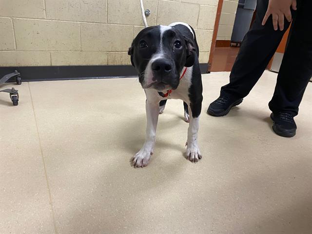 Shelter Stray Male Dog last seen Near BLOCK S 14TH AVE, 3839 W Burnham St, West Milwaukee, WI 53215, USA