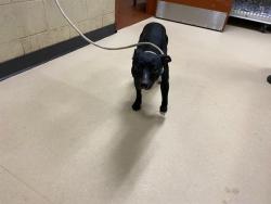 Shelter Stray Male Dog last seen Near BLOCK N 37TH ST, 3839 W Burnham St, West Milwaukee, WI 53215, USA