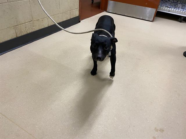 Shelter Stray Male Dog last seen Near BLOCK N 37TH ST, 3839 W Burnham St, West Milwaukee, WI 53215, USA