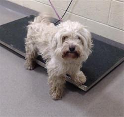 Shelter Stray Male Dog last seen Near BLOCK N PECOS ST, DENVER CO 80211, 1241 W Bayaud Ave, Denver, CO 80223, USA