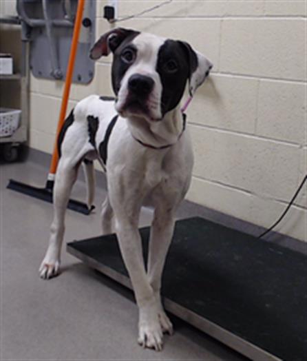 Shelter Stray Male Dog last seen Near BLOCK N PECOS ST, DENVER CO 80211, 1241 W Bayaud Ave, Denver, CO 80223, USA