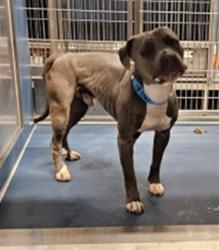 Shelter Stray Male Dog last seen Near BLOCK WEST AVE, DETROIT MI 48201, 7401 Chrysler Dr, Detroit, MI 48211, USA