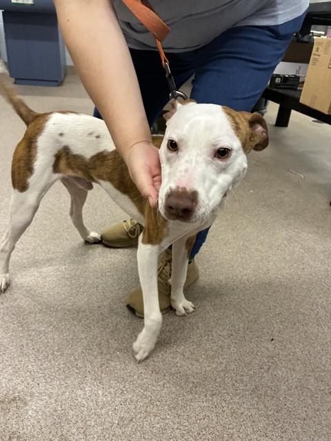 Shelter Stray Male Dog last seen , 1601 Airport Rd, Shelby, NC 28150, USA