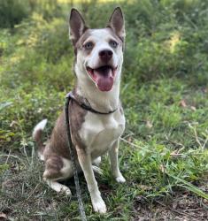 Shelter Stray Female Dog last seen CHARLOTTE, 8315 Byrum Dr, Charlotte, NC 28217, USA