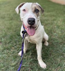 Shelter Stray Female Dog last seen HUNTERSVILLE, 8315 Byrum Dr, Charlotte, NC 28217, USA