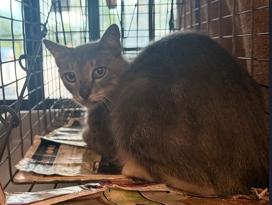 Shelter Stray Unknown Cat last seen Near BLOCK TAFT ST HOLLYWOOD FL 33024, 2400 SW 42nd St, Fort Lauderdale, FL 33312, USA