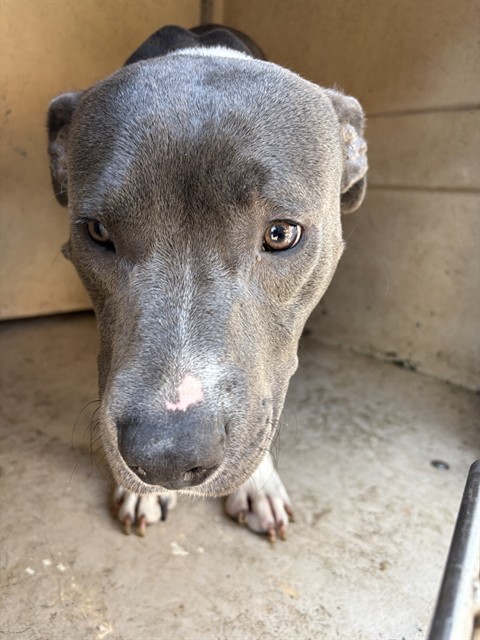 Shelter Stray Male Dog last seen Near BLOCK MELROSE LN, OKLAHOMA CITY OK 73127, 2811 SE 29th St, Oklahoma City, OK 73129, USA