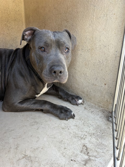 Shelter Stray Male Dog last seen Near BLOCK MELROSE LN, OKLAHOMA CITY OK 73127, 2811 SE 29th St, Oklahoma City, OK 73129, USA