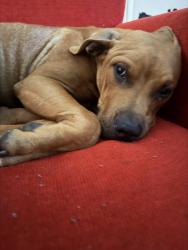 Found/Stray Male Dog last seen Burlington Animal Services, Burlington, NC 27216
