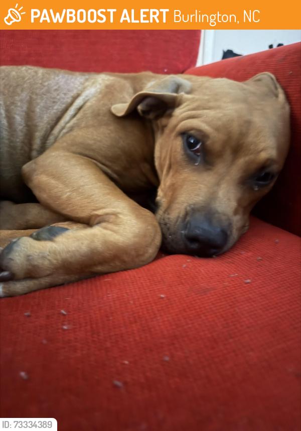 Found/Stray Male Dog last seen Burlington Animal Services, Burlington, NC 27216