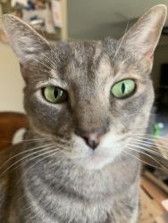 Lost Female Cat last seen Near Signal Ridge Rd, Rockwall, TX 75032