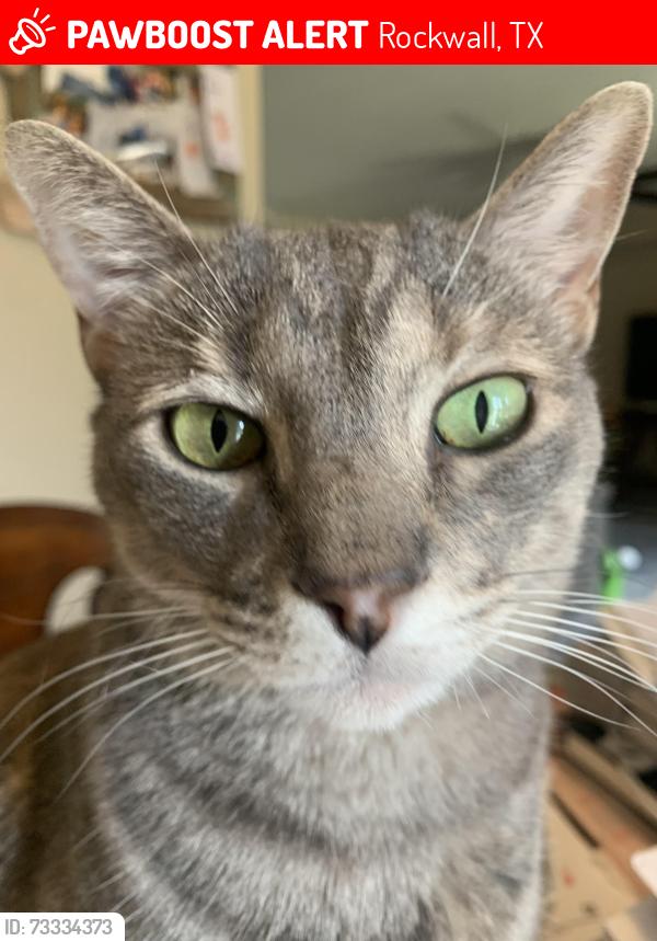 Lost Female Cat last seen Near Signal Ridge Rd, Rockwall, TX 75032