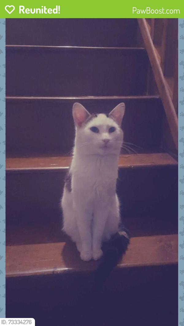 Reunited Male Cat last seen Donegal pass, Belfast, Northern Ireland BT7 1EP