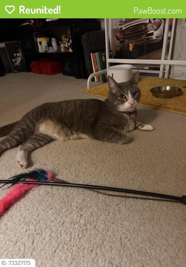 Reunited Male Cat last seen Bowditch middle school, Foster City, CA 94404