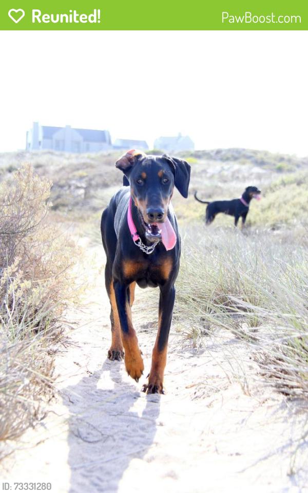 Reunited Female Dog last seen Bergpypie street and Lang street Paarl, Paarl, WC 7646