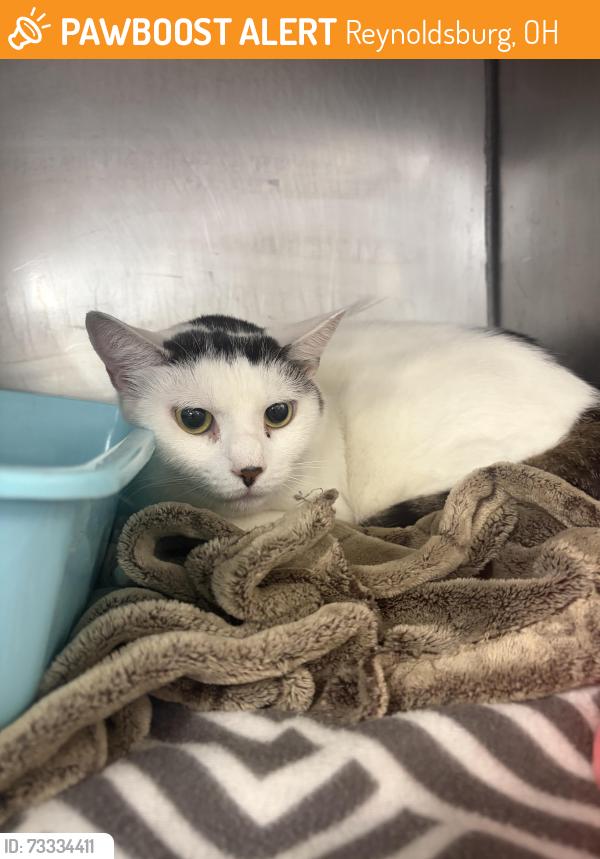 Found/Stray Female Cat last seen She was found in front of the Walmart off of Taylor square by an employee, Reynoldsburg, OH 43068