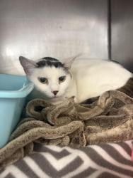 Found/Stray Female Cat last seen She was found in front of the Walmart off of Taylor square by an employee, Reynoldsburg, OH 43068
