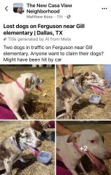 Found/Stray Female Dog last seen Ferguson near Gill, Dallas, TX 75228