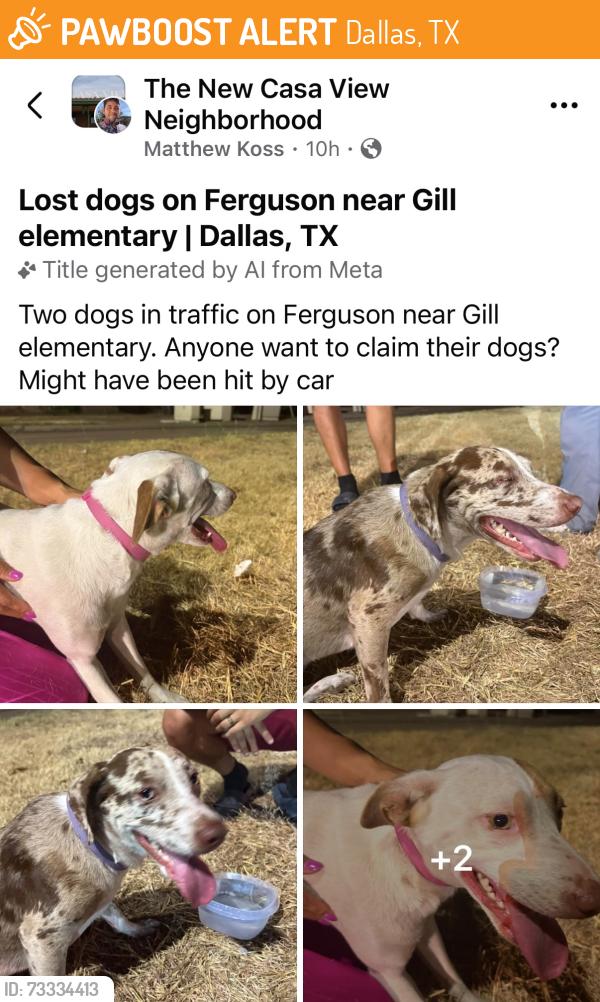 Found/Stray Female Dog last seen Ferguson near Gill, Dallas, TX 75228