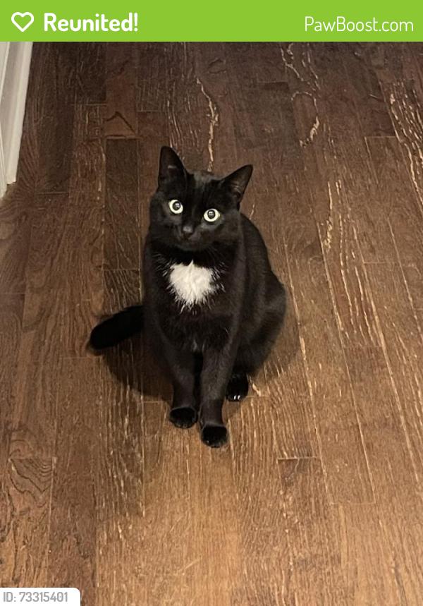 Reunited Female Cat last seen hwy 92 and wildwood springs drive, Roswell, GA 30075