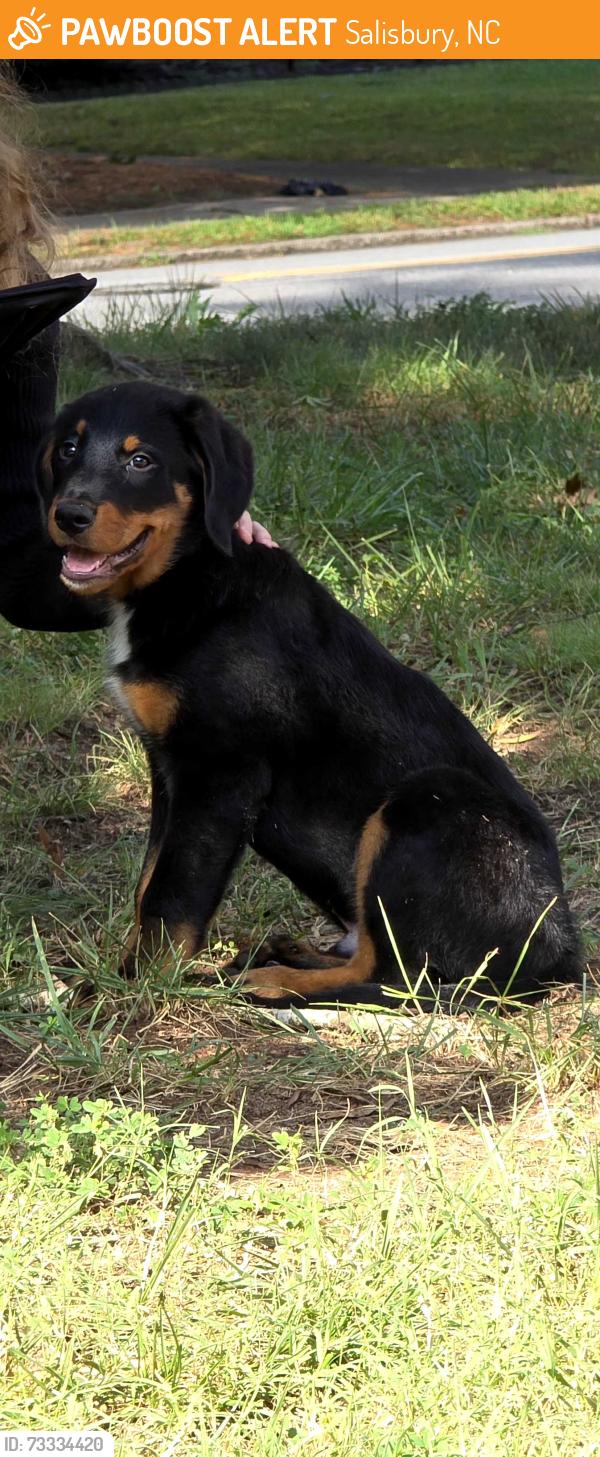 Found/Stray Male Dog last seen Near elm, Salisbury, NC 28144