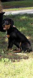 Found/Stray Male Dog last seen Near elm, Salisbury, NC 28144