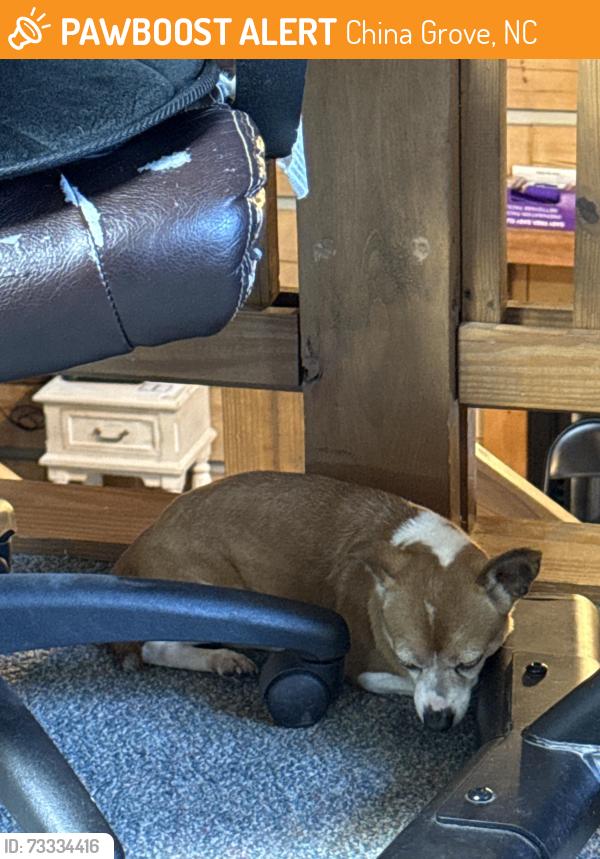 Found/Stray Unknown Dog last seen Near Bare Furniture in China Grove, NC, China Grove, NC 28023
