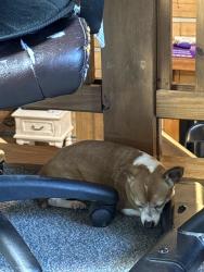 Found/Stray Unknown Dog last seen Near Bare Furniture in China Grove, NC, China Grove, NC 28023