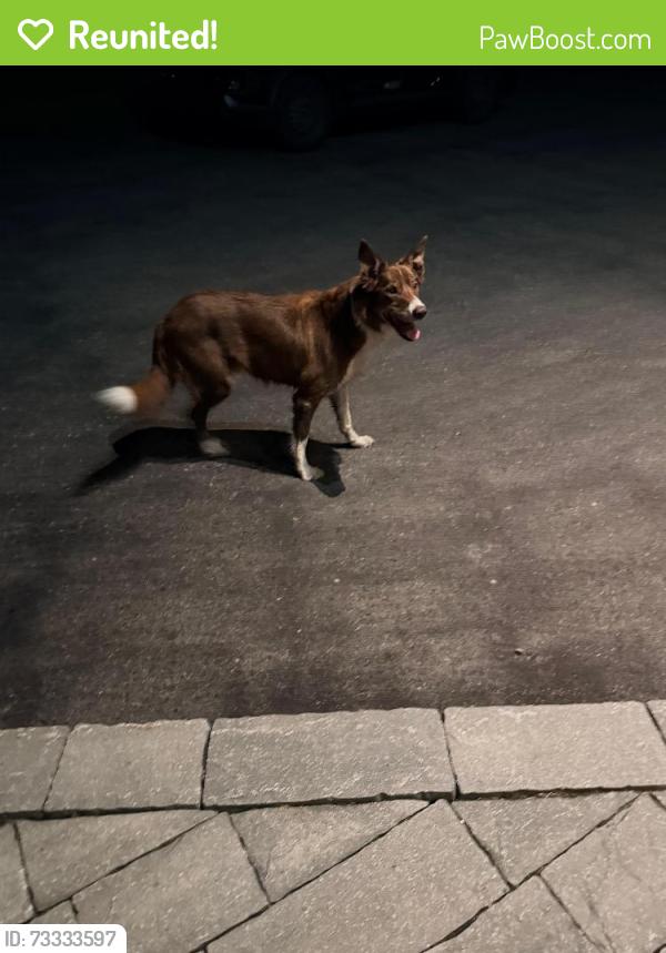 Reunited Male Dog last seen Myles way and Blossom Trail Drive, Ottawa, ON K4P 1R5