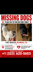 Reunited Female Dog last seen Rancho vista, Palmdale, CA 93551