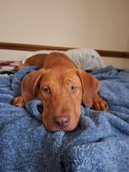 Reunited Male Dog last seen Near west Anderson st, Selma, NC 27576