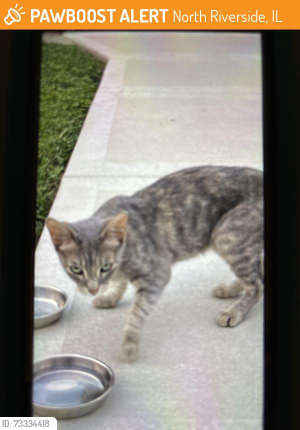 Found/Stray Female Cat last seen North Riverside Mall, North Riverside, IL 60546
