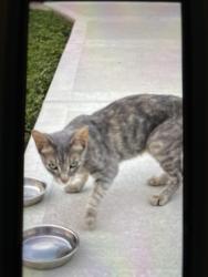 Found/Stray Female Cat last seen North Riverside Mall, North Riverside, IL 60546