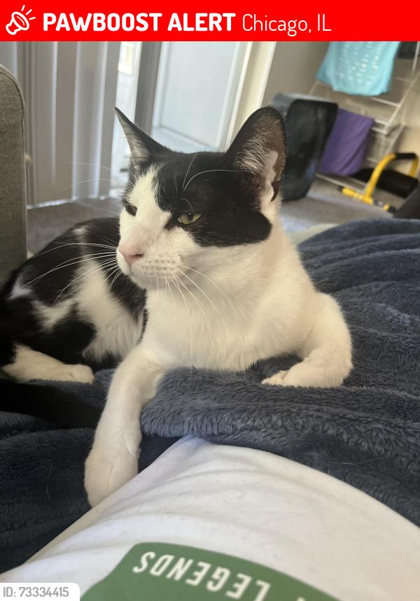 Lost Male Cat last seen N Racine and W Eddy, Chicago, IL 60657