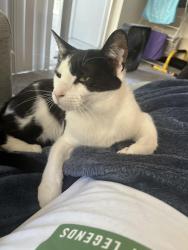 Lost Male Cat last seen N Racine and W Eddy, Chicago, IL 60657
