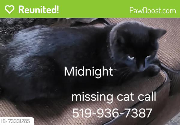 Reunited Male Cat last seen Oxford/Cheapside, London, ON N5Y 1R3